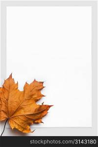 blank paper with autumn leaf