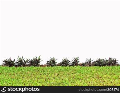 Blank White Wall Background with Flowers and Grass at the Bottom - Garden Backdrop
