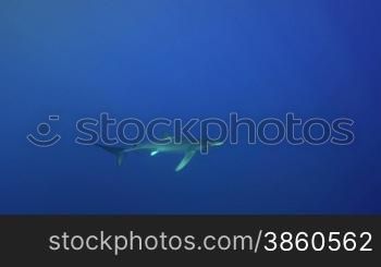 Blauhai im Blauwasser des Atlantiks, Azoren