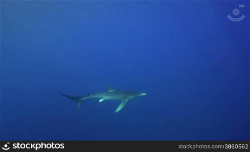 Blauhai im Blauwasser des Atlantiks, Azoren