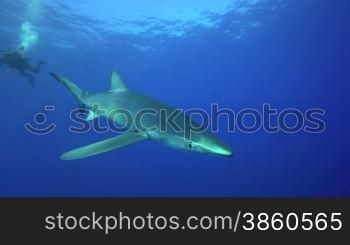 Blauhai im tiefen Blau des Atlantiks. Azoren. Hai und Taucher.