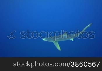 Blauhai im tiefen Blau des Atlantiks, Azoren, Portugal