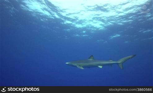 Blauhai naehert sich der Kamera im tiefen Balu des Atlantiks, Azoren, Portugal.