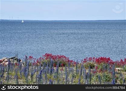 Ble and red blossom flowers by seaside at the island Oland in the Baltic Sea