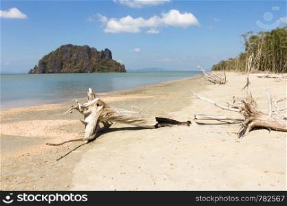 Bleached driftwood on Hua Hin beach, Trang Province, Thailand
