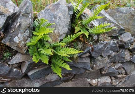 Blechnum spicant, deer fern or hard-fern, growing from stones in a dry stone wall.