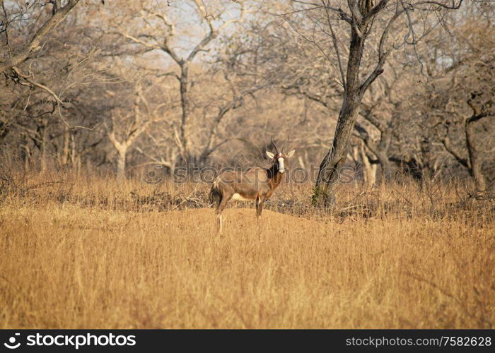 Blesbuck standing on the dry savannah with barenaked trees in the background