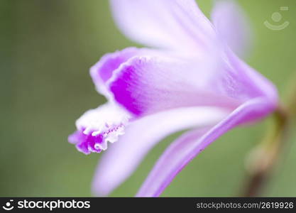 Bletilla