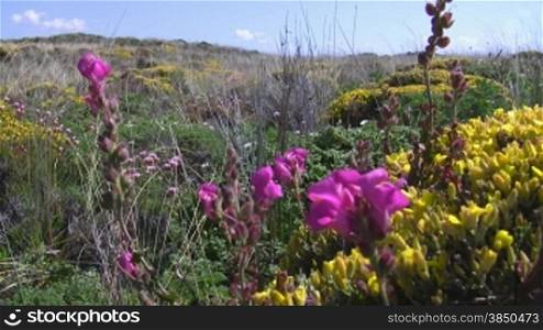 Blick auf eine bunte Blumenwiese; Knste der Algarve in Portugal; leichter Wind, blauer Himmel mit wei?en W?lckchen.