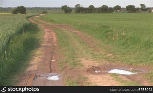 Blick auf eine Feldweg mit zwei Pfntzen im Vordergrund