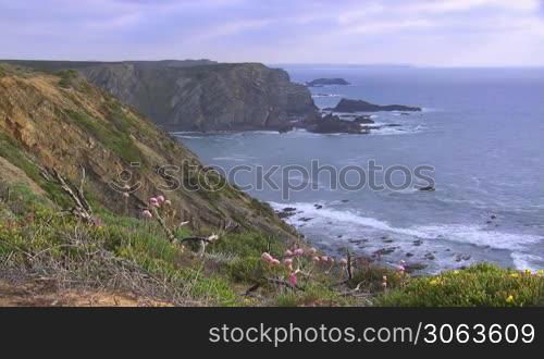 Blick auf steile kahle Klippen am Meer und Felsen im Wasser; eine Bucht, Wellen brechen am Strand; im Vordergrund eine bunte Blumenwiese mit gelben, rosa und lila Blumen zwischen gruner Wiese und verdorrter Erde; Kuste der Algarve, Portugal.