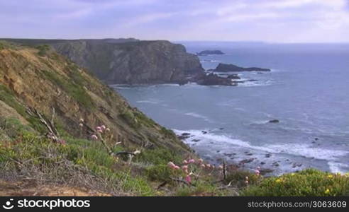 Blick auf steile kahle Klippen am Meer und Felsen im Wasser; eine Bucht, Wellen brechen am Strand; im Vordergrund eine bunte Blumenwiese mit gelben, rosa und lila Blumen zwischen gruner Wiese und verdorrter Erde; Kuste der Algarve, Portugal.