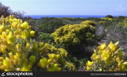 Blick zum Meer nber grnngelbe Bnsche / WSlder / Landschaft; Algarve in Portugal; leichter Wind, blauer Himmel.