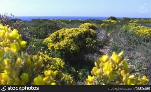 Blick zum Meer nber grnngelbe Bnsche / WSlder / Landschaft, ein Pfad / Weg fnhrt Richtung Meer; Algarve in Portugal; leichter Wind, blauer Himmel.