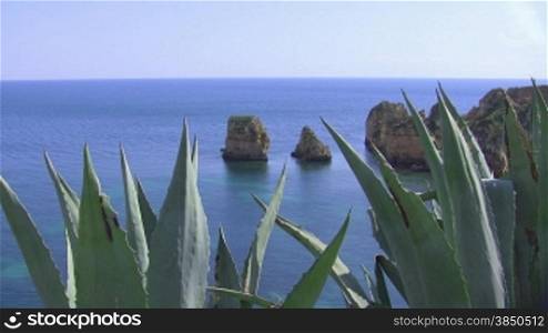 Blick zwischen KakteenblSttern auf den Ozean; Felsen ragen aus dem ruhigen blauen Wasser - Knste der Algarve, Portugal.