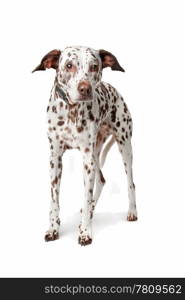 blind and old Dalmatian stading in front of white background