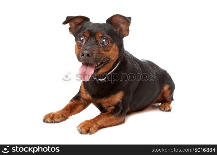 blind mixed breed dog. blind mixed breed dog in front of a white background