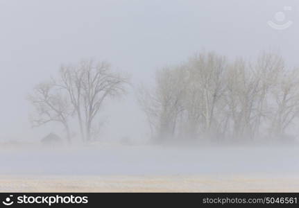 Blizzard winter trees Saskatchewan Canada Cold blowing snow