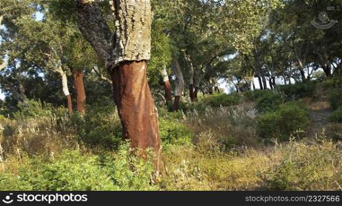 Blockhead Forest, Cork, Los Alcornocales Natural Park, Cadiz Province, Andalusia, Spain, Europe
