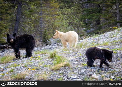 Blond black bear cub