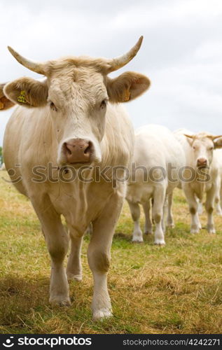 Blonde d&rsquo;Aquitaine breed in the meadow