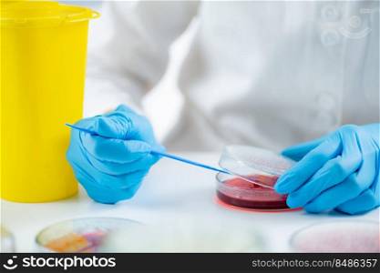 Blood agar inoculation. Microbiologist working in a biomedical research laboratory, using inoculation rod and Petri dish. . Blood agar inoculation. Microbiologist working in a biomedical research laboratory, using inoculation rod and Petri dish.