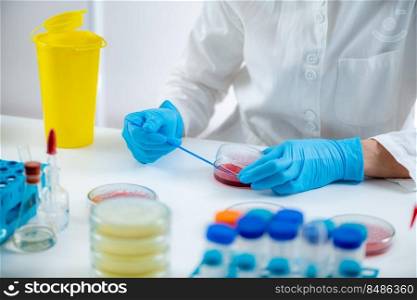 Blood agar inoculation. Microbiologist working in a biomedical research laboratory, using inoculation rod and Petri dish. . Blood agar inoculation. Microbiologist working in a biomedical research laboratory, using inoculation rod and Petri dish.