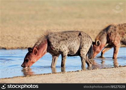 Blood covered spotted hyenas  Crocuta crocuta  drinking at a waterhole, Kalahari desert, South Africa 