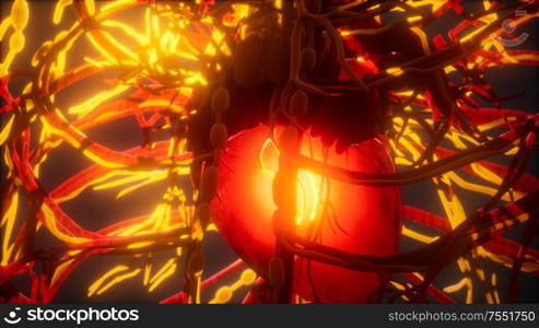 Blood vessel system and heart