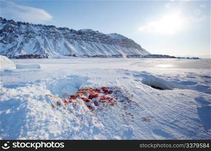 Bloody remains of a seal after it had been captured and eaten by a polar bear
