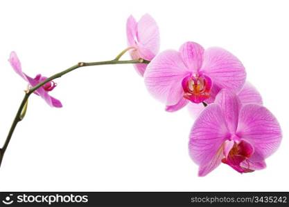 bloom of orchid isolated on a white background