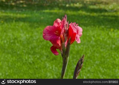Bloom of pink canna flower in field, Sofia, Bulgaria