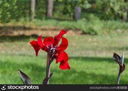 Bloom of Red canna flower in field, Sofia, Bulgaria