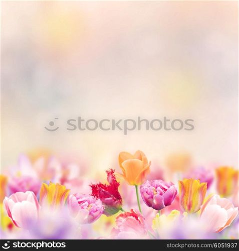 Bloom of Spring Flowers for Background