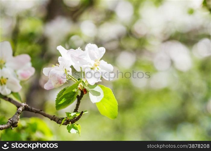 bloom on flowering apple tree close up in spring with green forest background