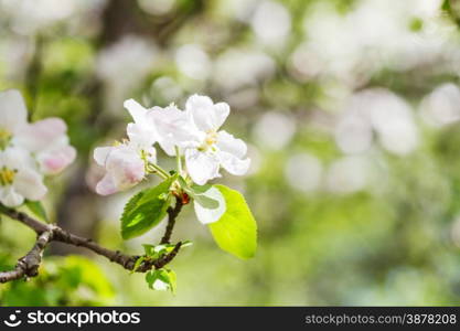 bloom on flowering apple tree close up in spring with green forest background