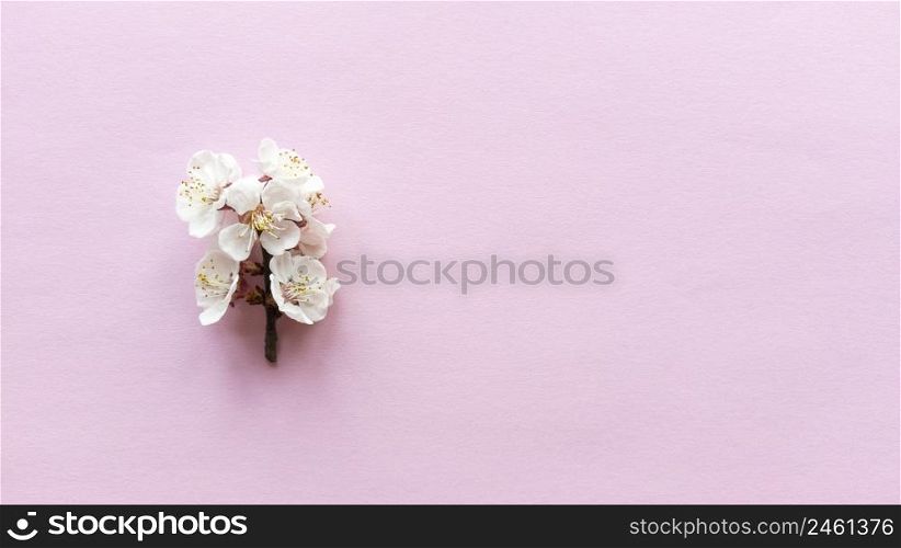Bloom on pink background. Simple flat lay with pastel texture. Fashion eco concept. Stock photography.. Bloom on pink background. Simple flat lay with pastel texture. Fashion eco concept. Stock photo.