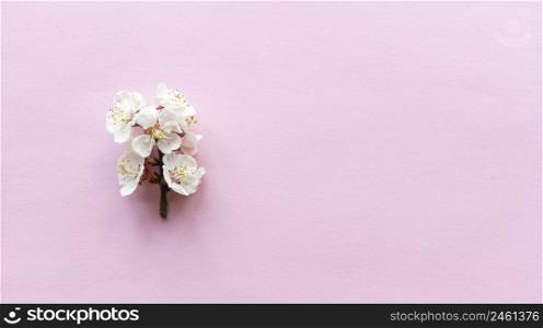 Bloom on pink background. Simple flat lay with pastel texture. Fashion eco concept. Stock photography.. Bloom on pink background. Simple flat lay with pastel texture. Fashion eco concept. Stock photo.