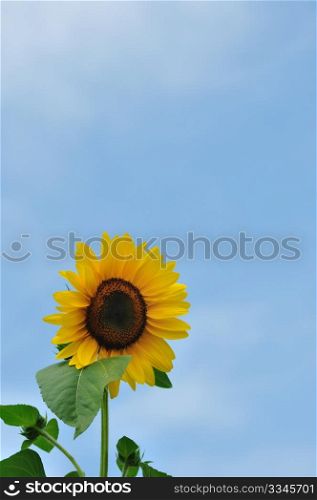 Bloom sunflower with blue sky in background