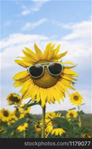Bloomed sunflower with sunglasses in a field of sunflowers, on a sunny summer day. Summer heat concept. Happy summer vacation. Yellow flower outdoor.