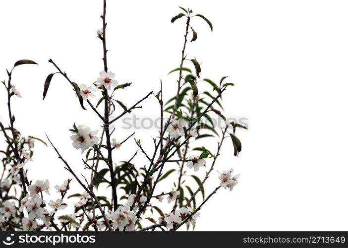 Blooming almond tree flowers on white background.
