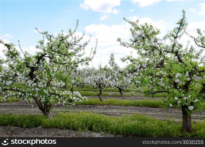 Blooming apple orchard. Adult trees bloom in the apple orchard. Fruit garden. Blooming apple orchard. Adult trees bloom in the apple orchard. Fruit garden.