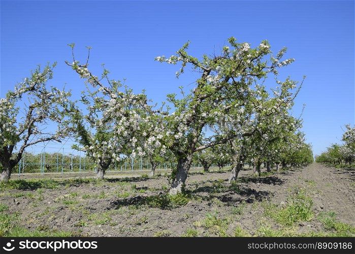 Blooming apple orchard. Adult trees bloom in the apple orchard. Fruit garden. Blooming apple orchard. Adult trees bloom in the apple orchard. Fruit garden.