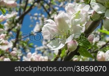 Blooming apple tree 2