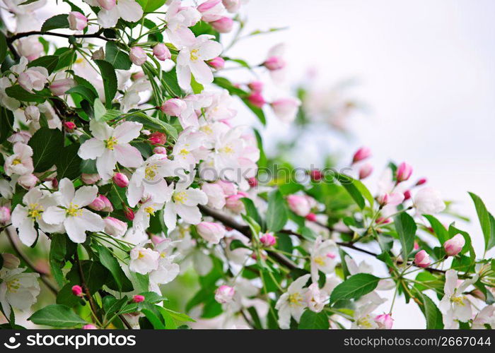 Blooming apple tree