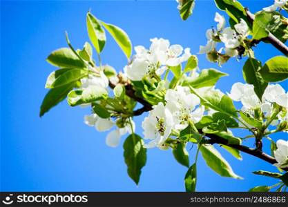 Blooming apple tree branch in garden on blue sky background. Spring cherry flowers close up. Place for your text.. Blooming apple tree branch in garden on blue sky background. Spring cherry flowers close up.