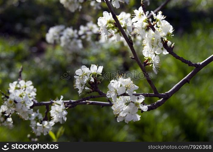 Blooming apple tree branch on a background of the rural landscape.. Blooming apple tree branch on a background of the rural landscape.