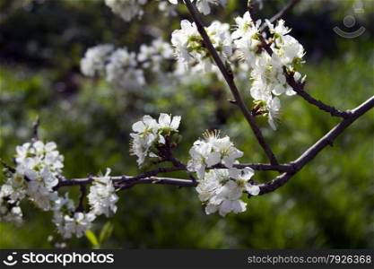 Blooming apple tree branch on a background of the rural landscape.. Blooming apple tree branch on a background of the rural landscape.
