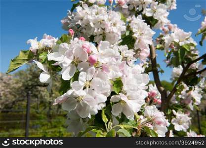 Blooming apple tree detail. White flowers of a blooming apple tree detail