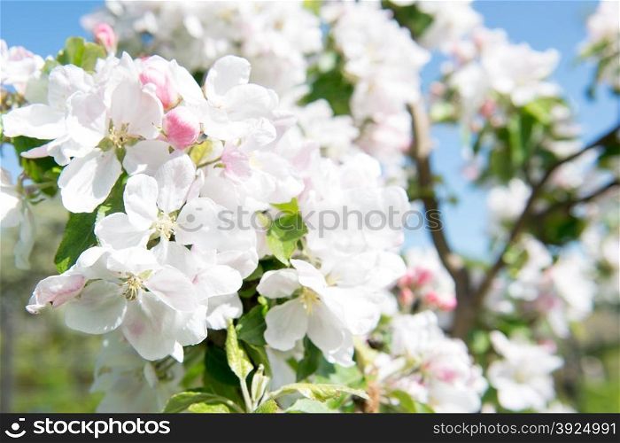 Blooming apple tree detail. White flowers of a blooming apple tree detail